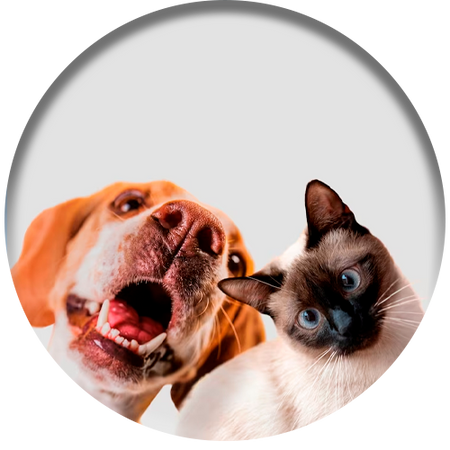 Pets